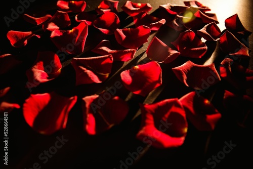 Scattered red rose petals
