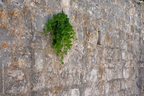 Green plant on old stone wall. 