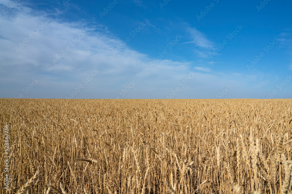 Wheat field on a sunny day. Field before harvest. Vertical background. High quality photo