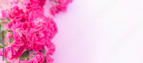 Pink roses . Festive Pastel pink background.Floral card, selective focus, toned, copy space.Banner © I.H