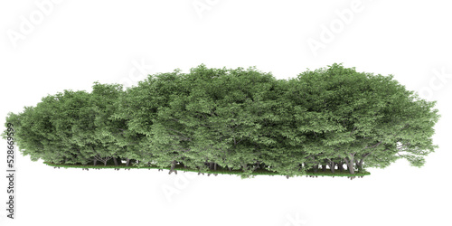 Forest on transparent background. 3d rendering - illustration