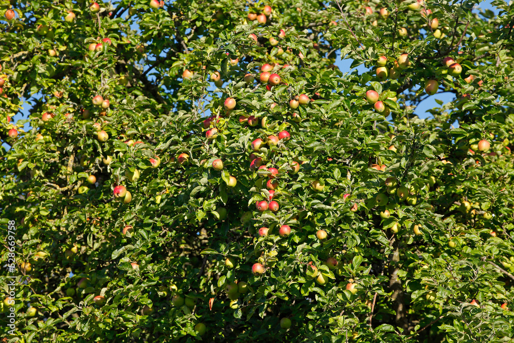 Reife rote Äpfel an einem Apfelbaum hängend, Deutschland