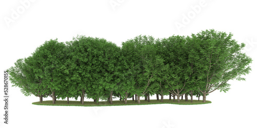 Forest on transparent background. 3d rendering - illustration