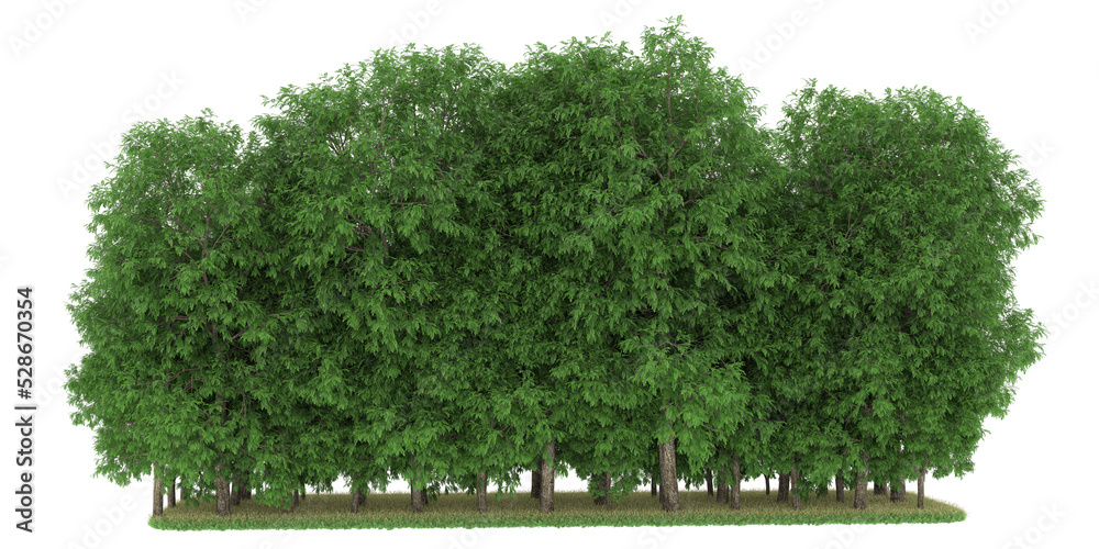 Obraz premium Forest on transparent background. 3d rendering - illustration