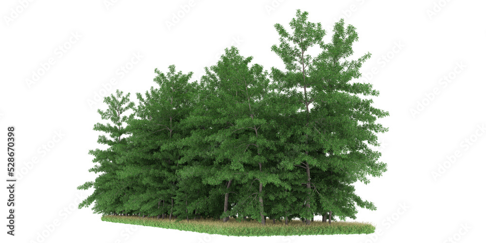 Forest on transparent background. 3d rendering - illustration Forest on transparent background. 3d rendering - illustration