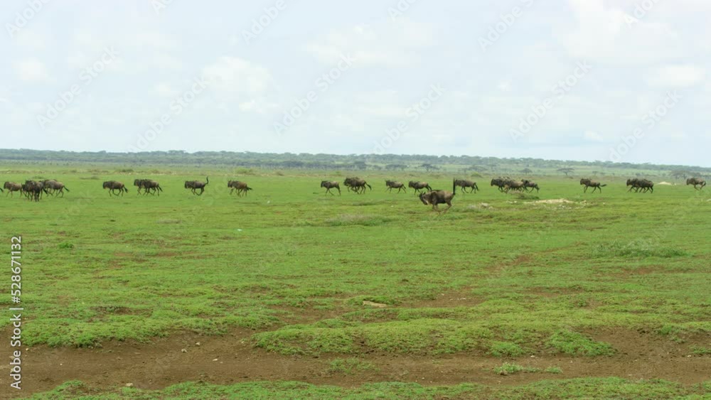 A large number of wildebeests running together in a vast land. A large number of wildebeests running together in a vast land.