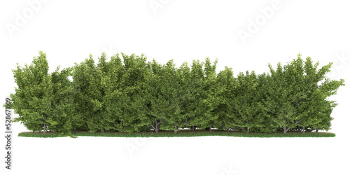 Obraz na płótnie Forest on transparent background. 3d rendering - illustration