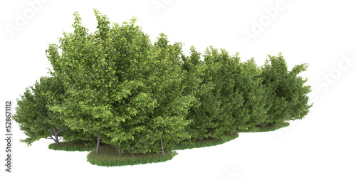 Forest on transparent background. 3d rendering - illustration