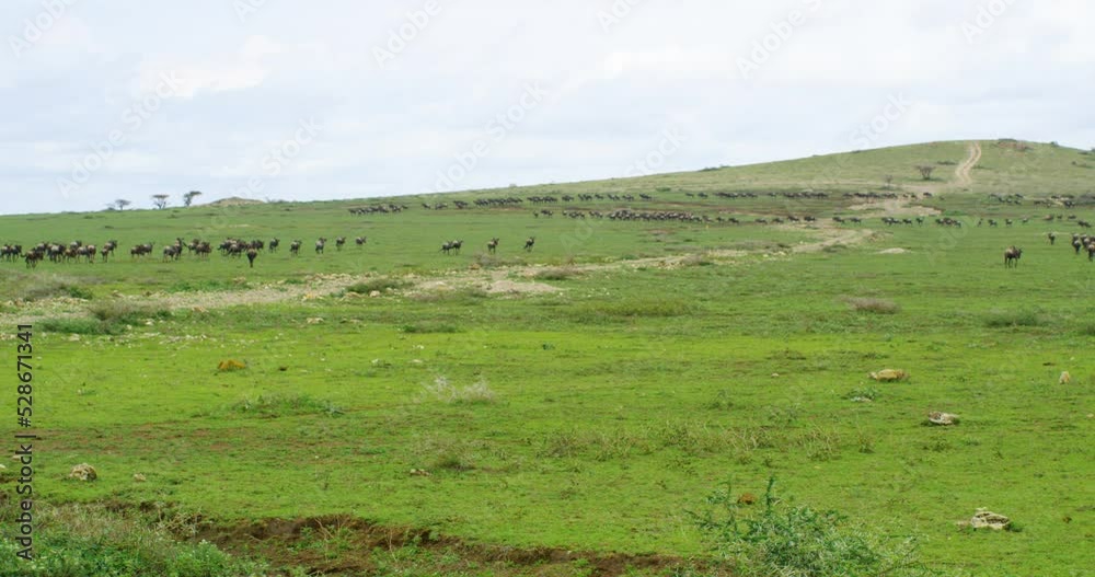 Gnu animals moving fast in separate groups on a mountain's slope. Gnu animals moving fast in separate groups on a mountain's slope.