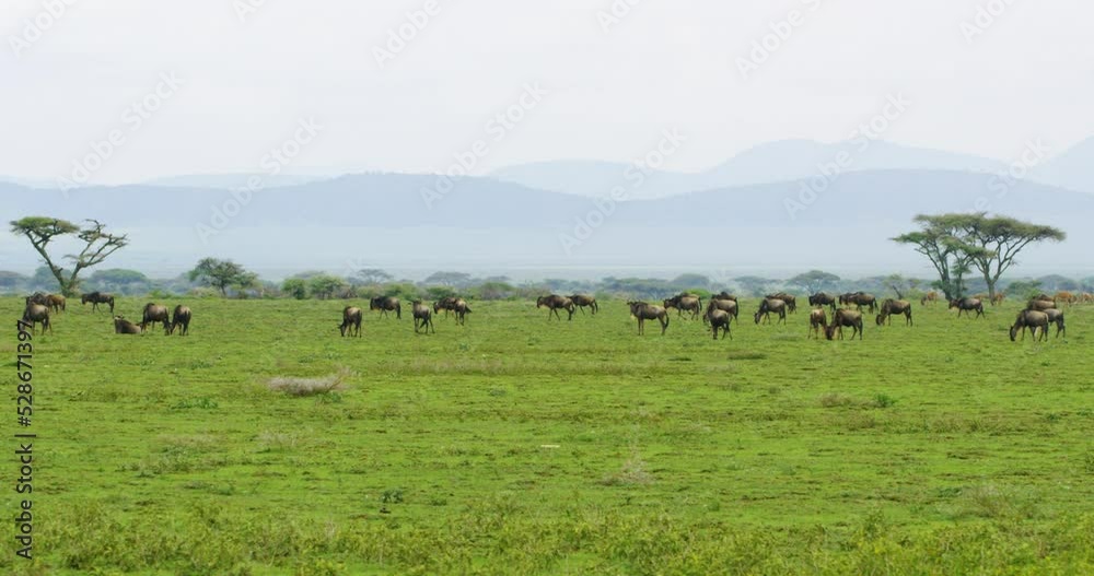 Wildebeest animals shown from a far distance while eating grass. Wildebeest animals shown from a far distance while eating grass.