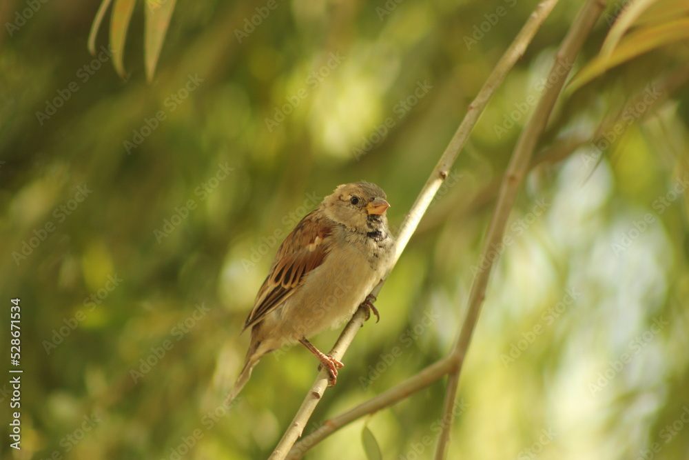 Fototapeta premium sparrow on a branch