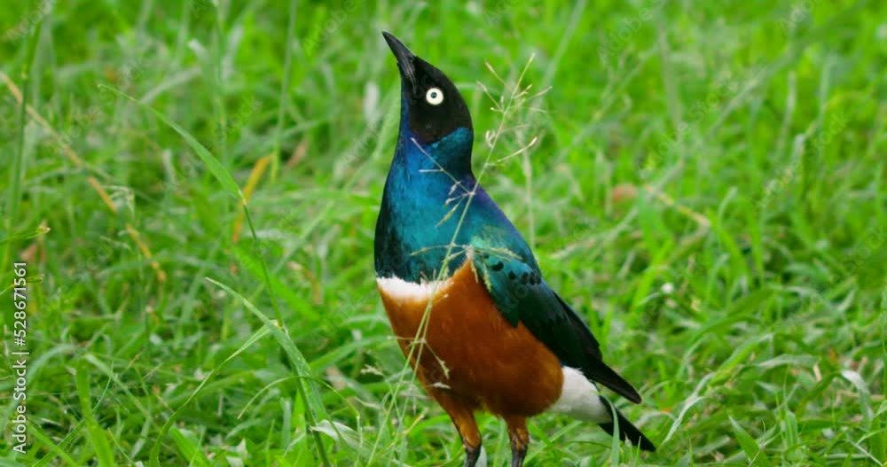 A dazzling blue and brown Superb starling bird walking on grassland.