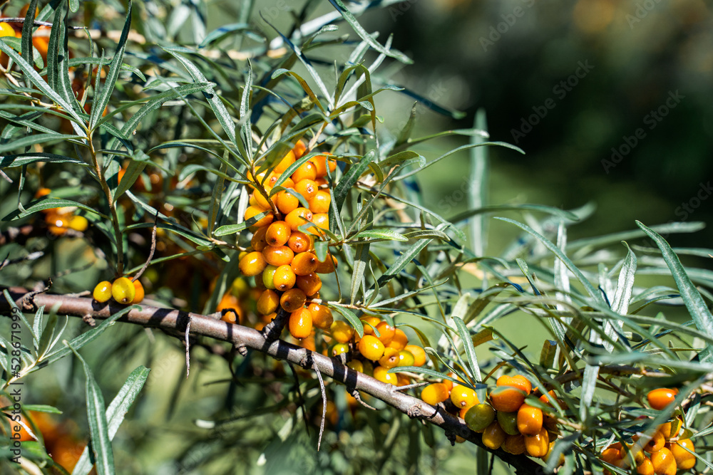 Sea buckthorn bushes and berries in large plantation Sea buckthorn bushes and berries in large plantation