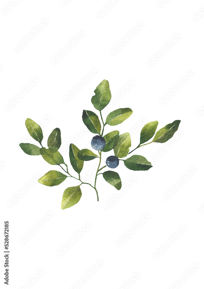 Blueberry leaves branches with berries. Watercolor illustration isolatated on transparent background. Greenery clipart for wedding invitation, greeting cards, decoration, stationery Blueberry leaves branches with berries. Watercolor illustration isolatated on transparent background. Greenery clipart for wedding invitation, greeting cards, decoration, stationery