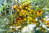 Sea buckthorn bushes and berries in large plantation