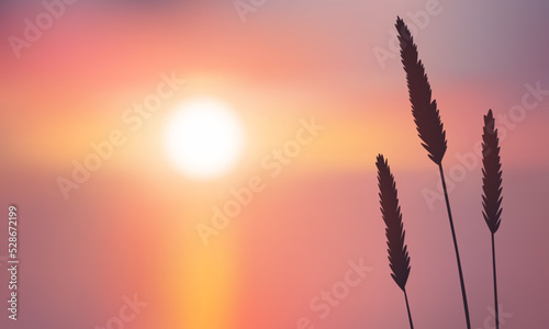 Grass or wheat on the background of sunset or sunrise in vector illustration