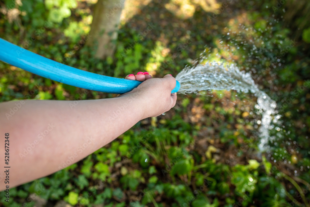 Pflanzen im Garten wässern und gut abspritzen Stock Photo Adobe Stock