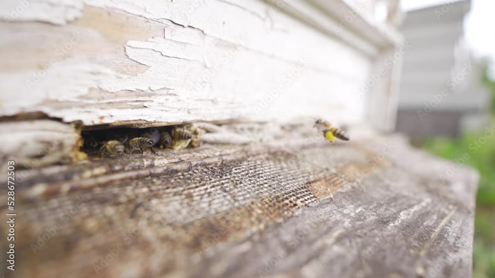 Honey Bees in slow motion.
Honeybees flying in slow motion and entering the hive carry pollen.
Honey Bees in slow motion.
Honeybees flying in slow motion and entering the hive carry pollen.