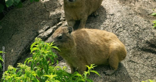 Two dassie animals standing on a rock while one is eating a plant. photo