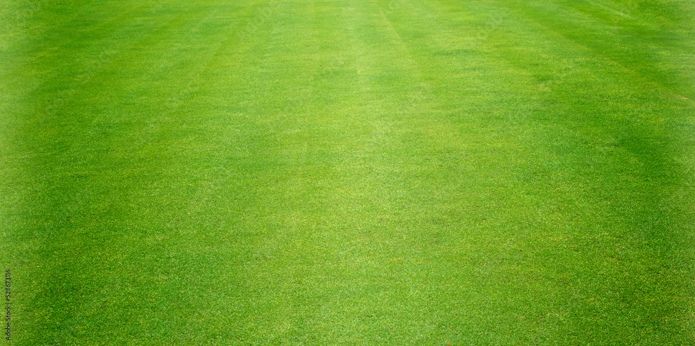 green lawn background