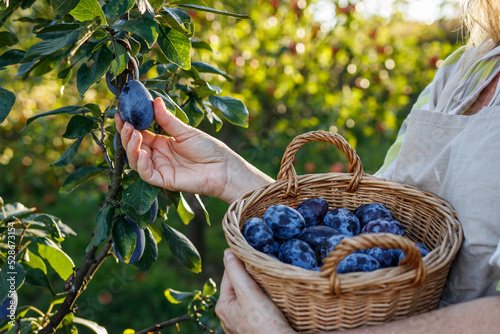 Photo Woman picking plum into wicker basket in garden