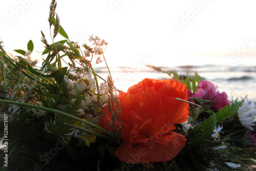 red poppy flower 