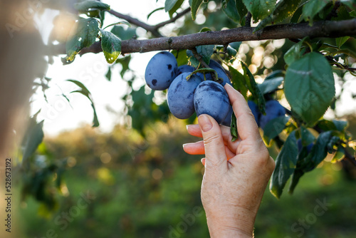 Foto Plum harvest in orchard