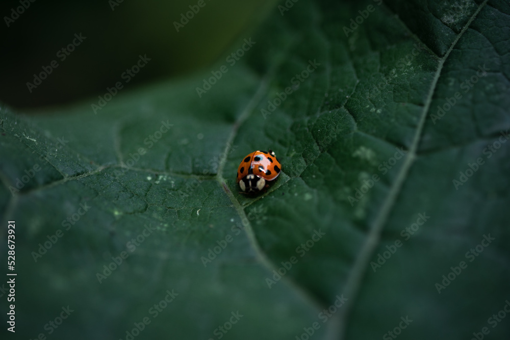 Käfer auf einem Blatt Käfer auf einem Blatt