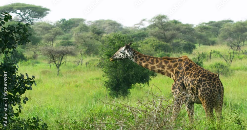 Giraffe eating in serengeti park in tanzania. Giraffe eating in serengeti park in tanzania.