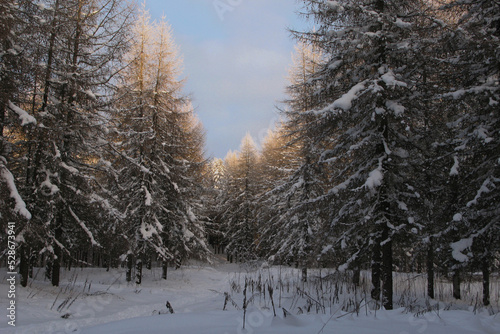 snow covered trees