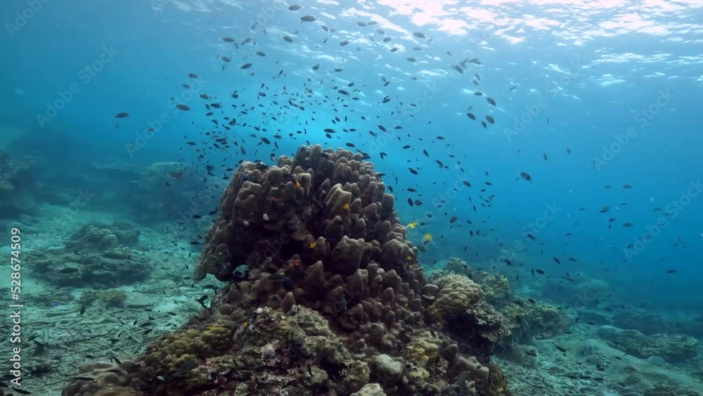 custom made wallpaper toronto digitalScuba diving under water film of many small dark fish swimming around a pointy and colorful over coral reef in the Ko Tao region in southern Thailand