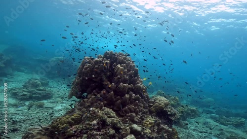 Wallpaper Mural Scuba diving under water film of many small dark fish swimming around a pointy and colorful over coral reef in the Ko Tao region in southern Thailand Torontodigital.ca