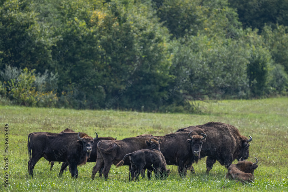 European Bison, Wisent, Bison bonasus. Bieszczady, Carpathians, Poland.