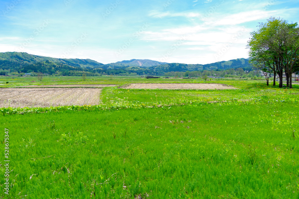 Fototapeta premium 田園風景