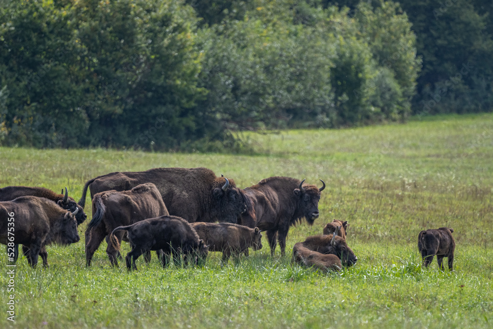 European Bison, Wisent, Bison bonasus. Bieszczady, Carpathians, Poland. European Bison, Wisent, Bison bonasus. Bieszczady, Carpathians, Poland.