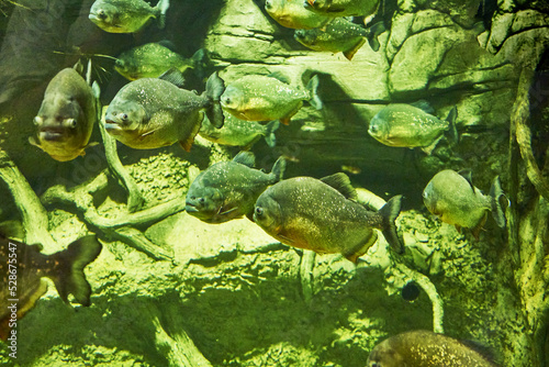 Piranhas Serrasalmus tropical freshwater ray-finned fish swim in the water