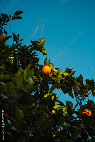 Fruta en cielo aguamarina