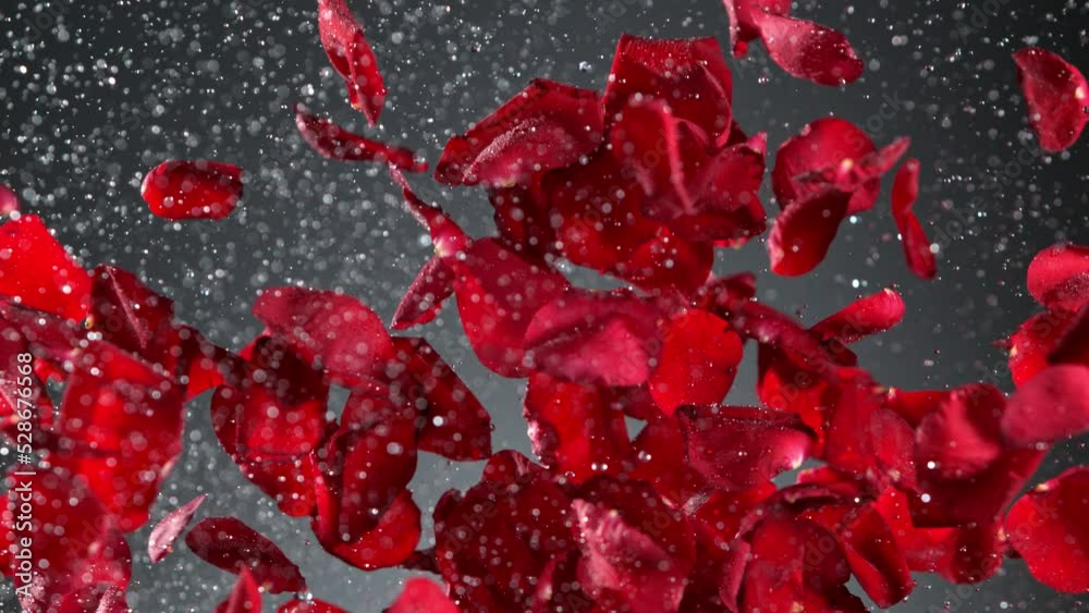 Super slow motion shot of real red rose petals and water explosion on grey background at 1000 fps.
