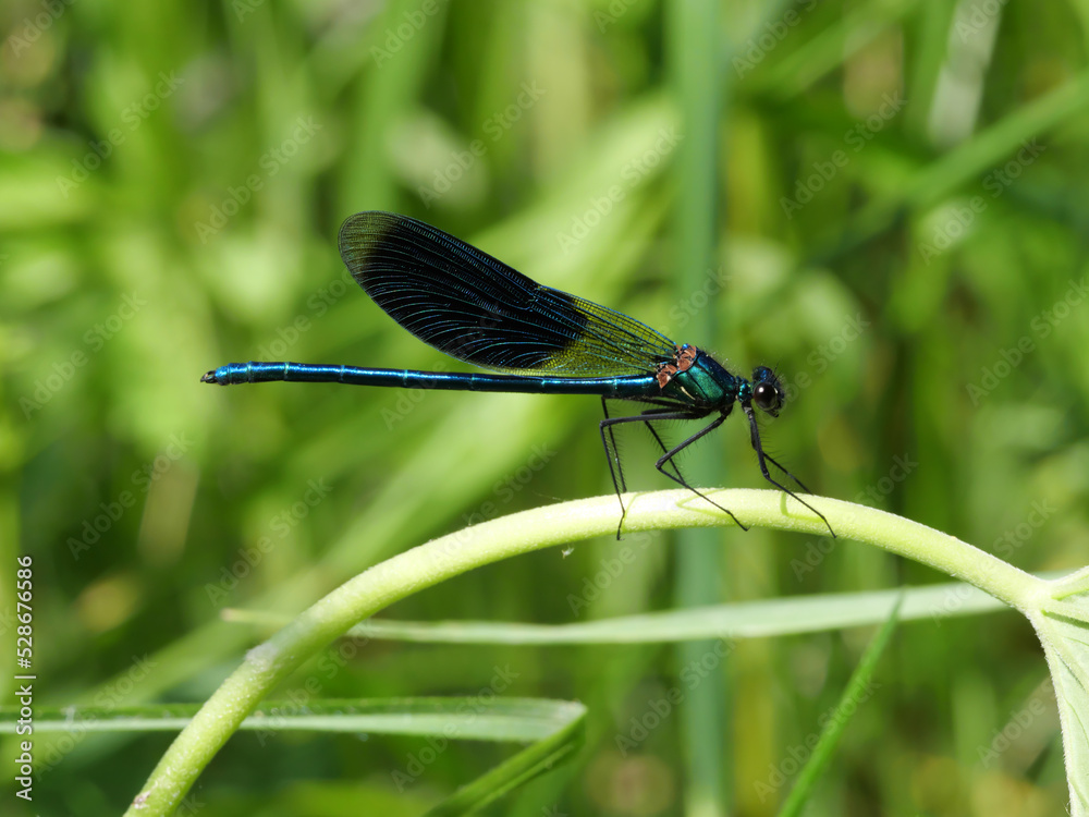Seitenansicht einer männlichen Gebänderte Prachtlibelle, Calopteryx splendens Seitenansicht einer männlichen Gebänderte Prachtlibelle, Calopteryx splendens