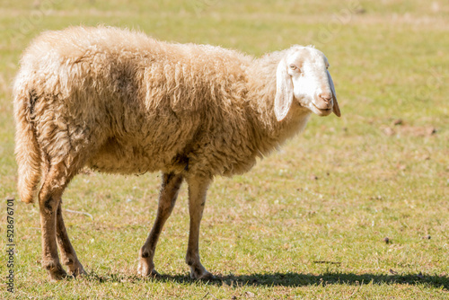 High angle view of a sheep against green grass. Copy space.