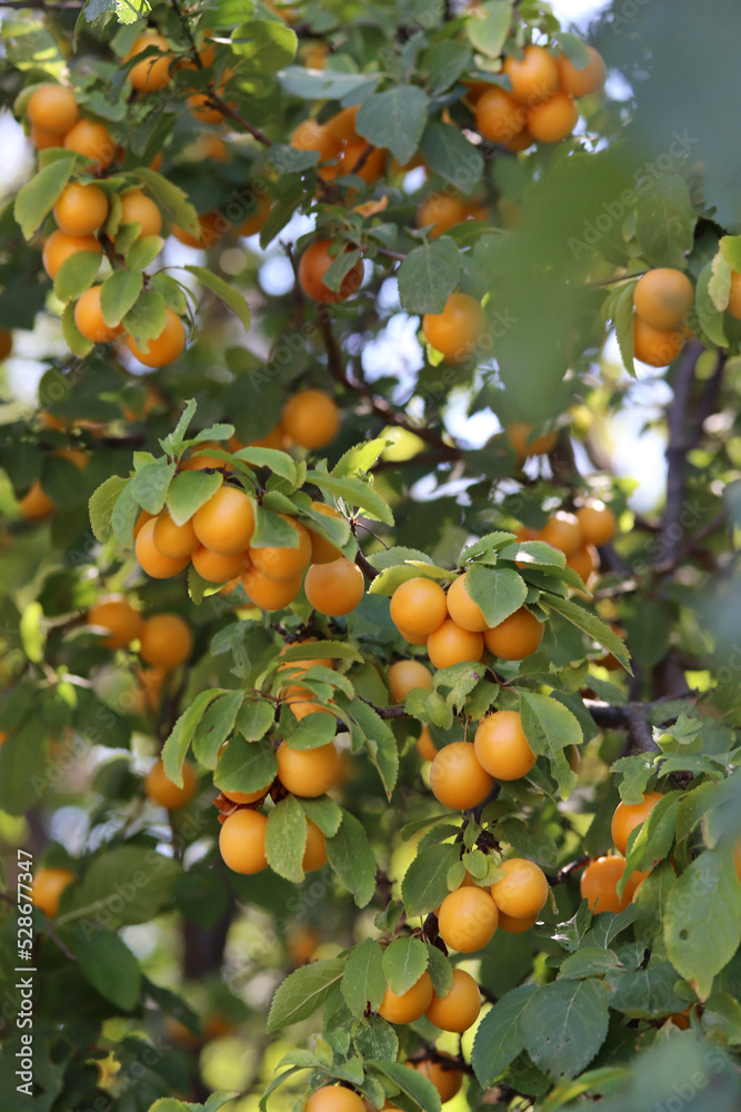 ripe yellow plums on the branches of the tree