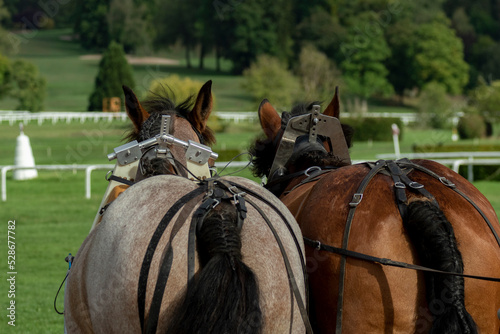 Concours de cheval Ardennais © olivier