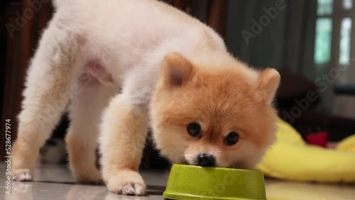 Close up of beautiful dog eating dog food from bowl at home, Puppy eating dogs food, Small dog breeds or Pomeranian smelling a snack that owner giving to it. concept of online shop delivery for pets