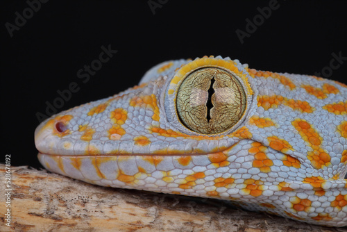 Bilde på lerret A portrait of a Tokay Gecko