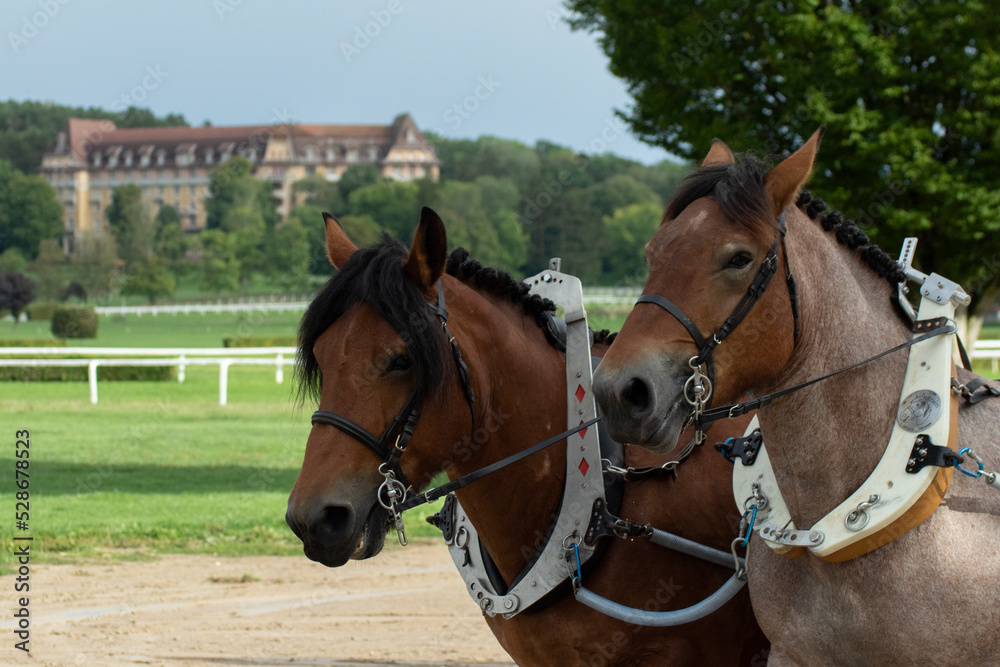 Concours de cheval Ardennais