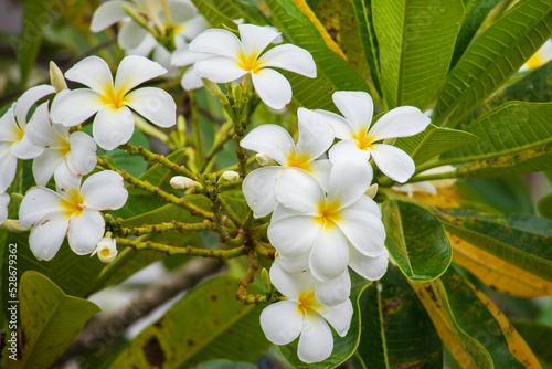 White Frangipani flower Plumeria alba with green leaves