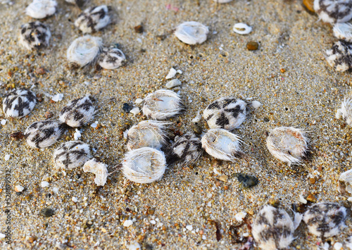Many dead Heart Urchins or Spatangoida on a beach in Vietnam