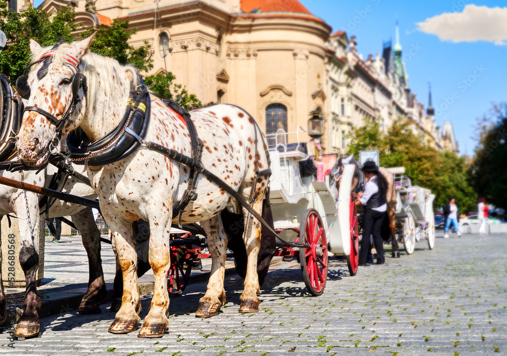 Team with apple horses on a white carriage waits for tourists for the departure through the old town