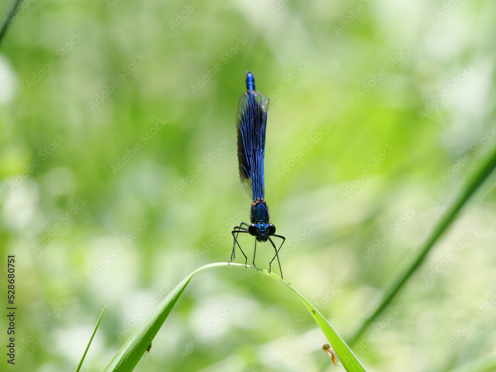 Männchen der gebänderten Prachtlibelle, Calopteryx splendens sitzt auf einem Schilfhalm, Ansich von vorne Männchen der gebänderten Prachtlibelle, Calopteryx splendens sitzt auf einem Schilfhalm, Ansich von vorne