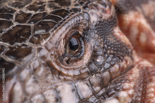 A close-up of the head of a Red Tegu 